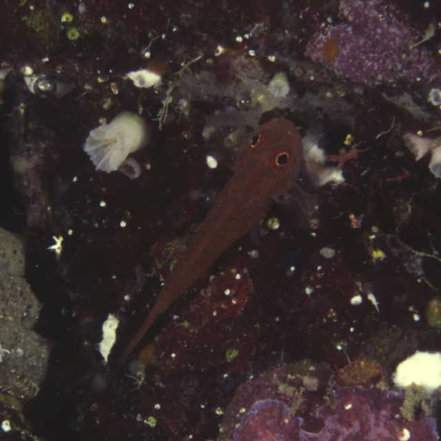 Trimma macrophthalmum